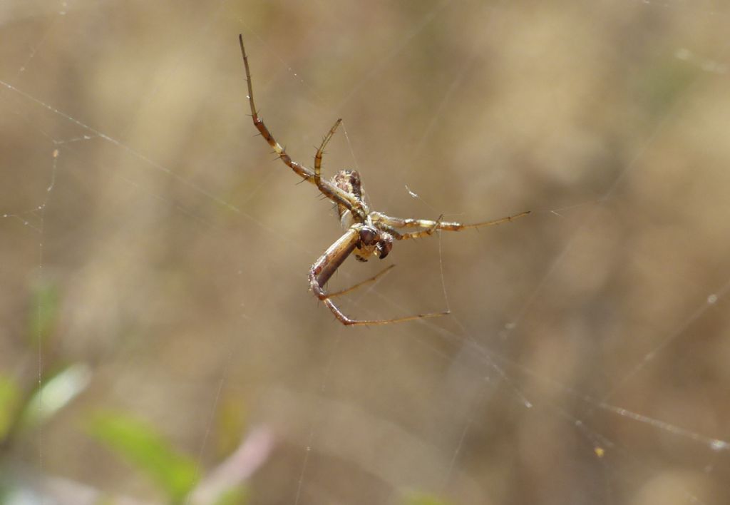 Araneidae - Argiope lobata